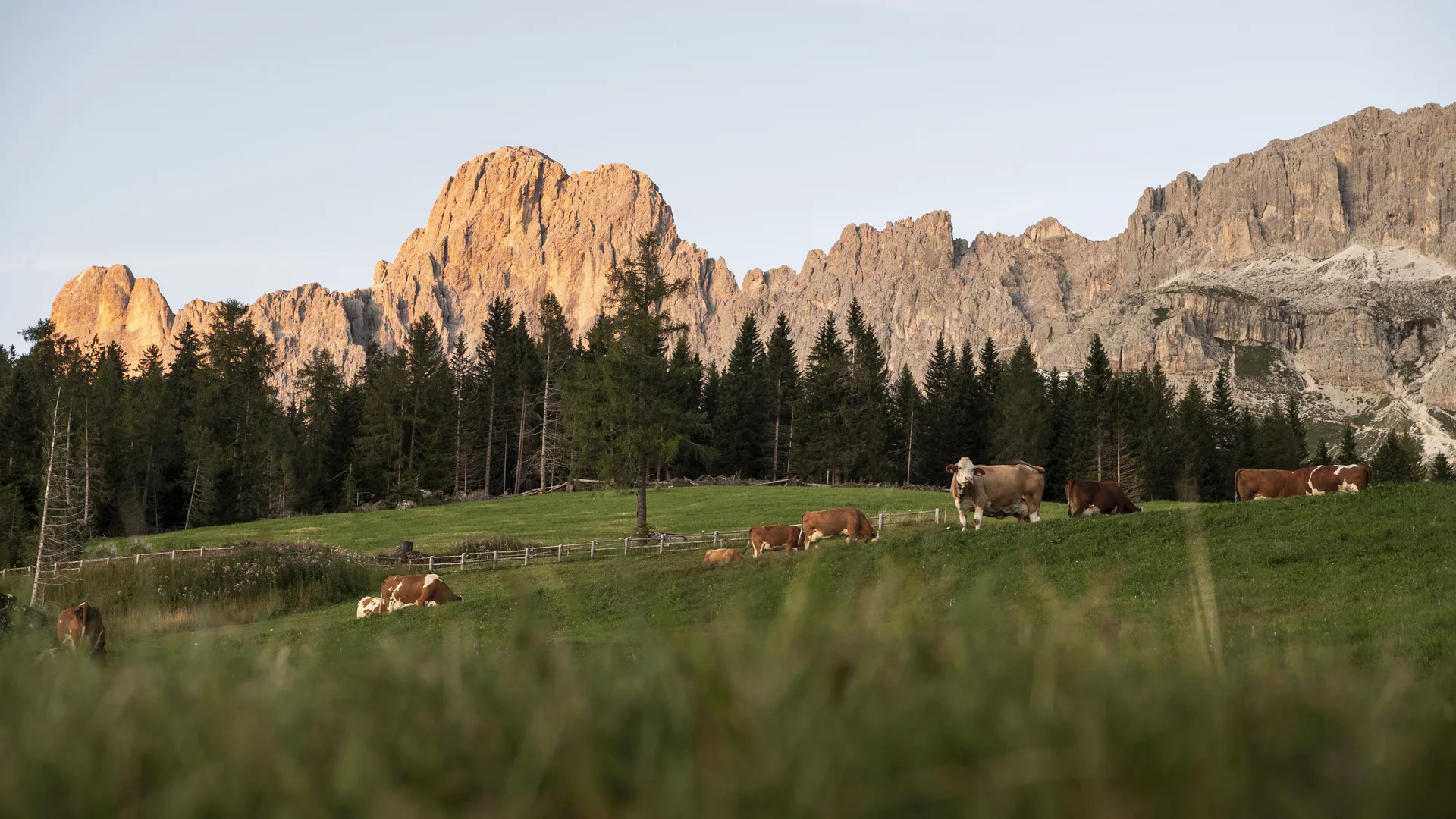 Kühe grasen auf grüner Wiese vor bewaldeten Bergen in der Abenddämmerung