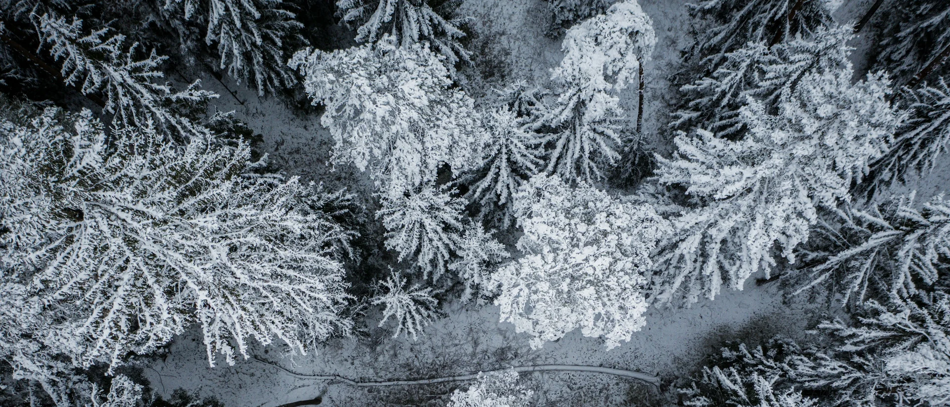 Winterglück im Friedrich | Adult-Only Hotel Dolomiten mit Wow-Faktor Vogelperspektive auf einen schneebedeckten Wald mit einem Pfad in der Mitte