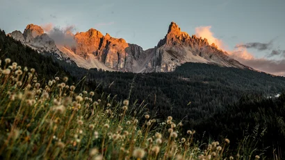 Bergspitzen im Sonnenuntergang mit Wald und Blumenwiese im Vordergrund